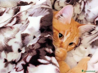 Europeo gatti ROMEO UN AMORE DI MICETTO - Annuncio 26