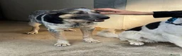 Meticcio cani in regalo: Splendida meticcia - DIVY - Annuncio 6