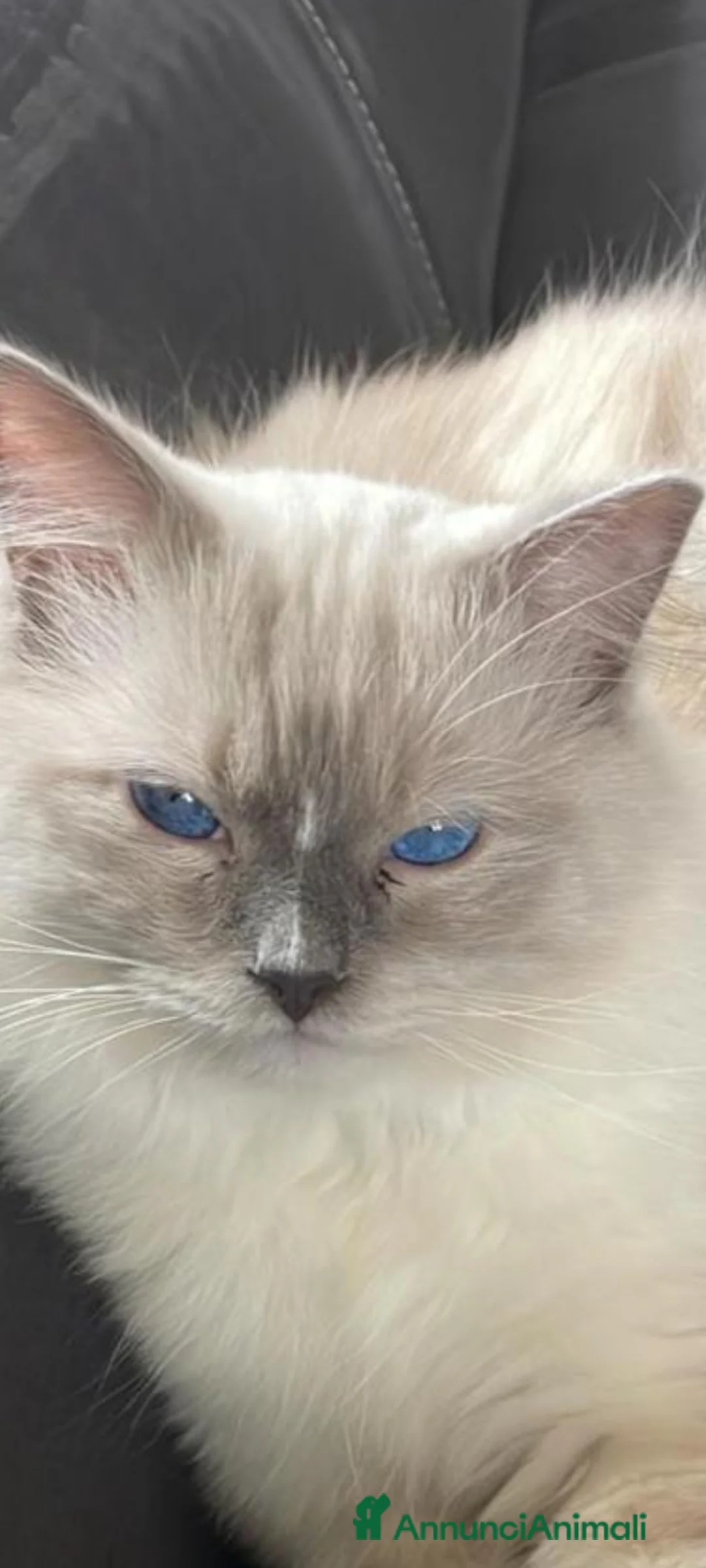 Ragdoll gatti in vendita: Imminente cucciolata ragdoll occhi blu per Pasqua a Provincia di Verona - Annuncio 6