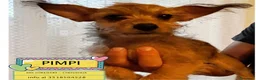 Yorkshire cani in regalo: PIMPI cucciola taglia piccola cerca adozione - Annuncio 1
