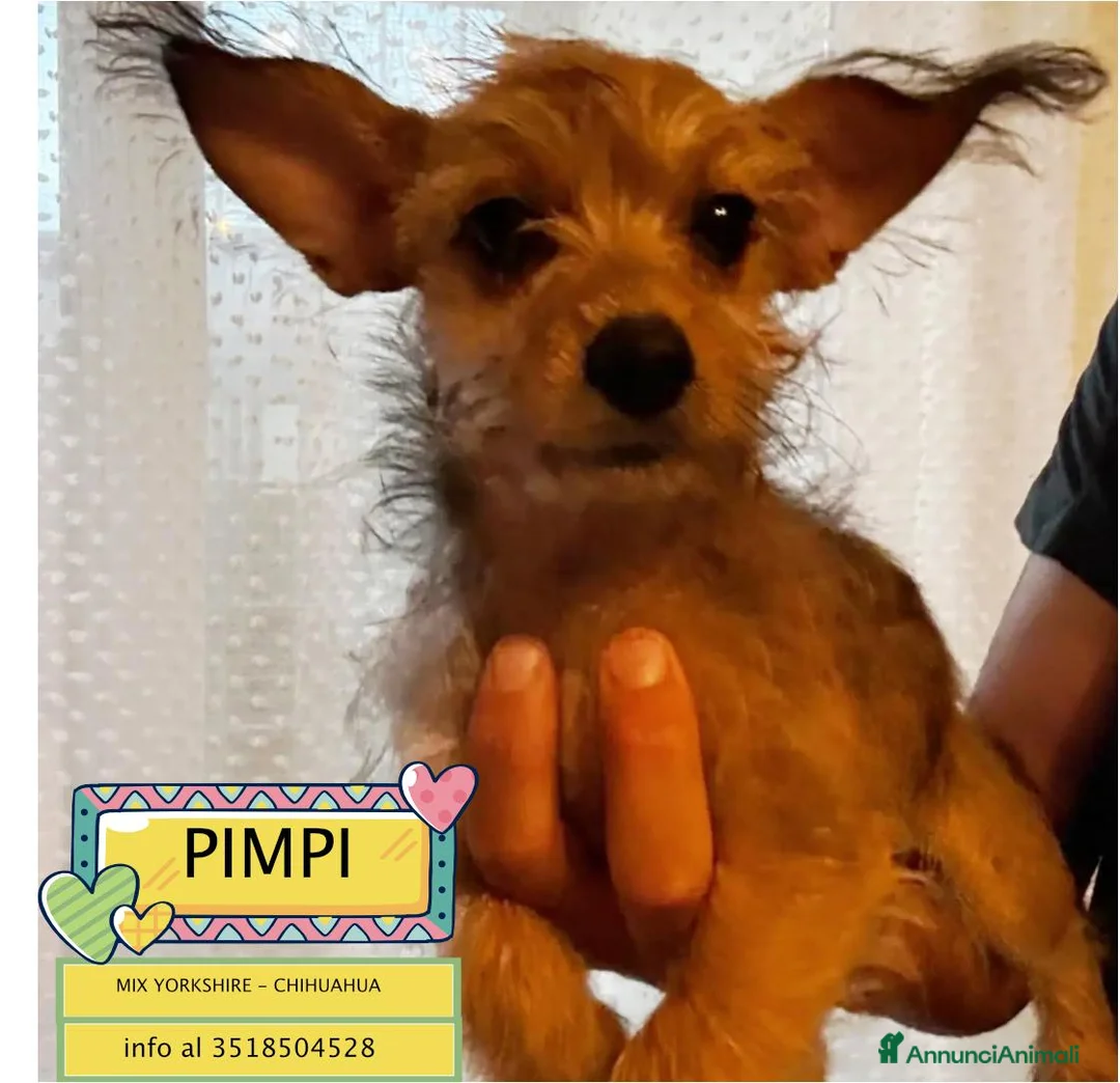 Yorkshire cani in regalo: PIMPI cucciola taglia piccola cerca adozione - Annuncio 1
