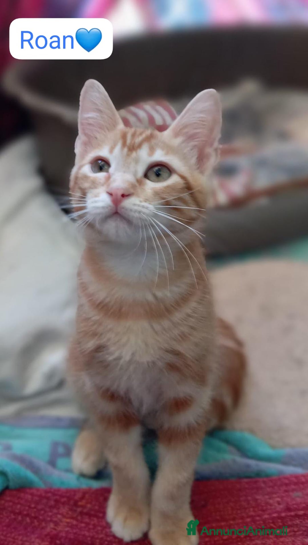 Meticcio gatti in regalo: Gattini di 4 mesi in cerca di casa  a Città metropolitana di Milano - Annuncio 4