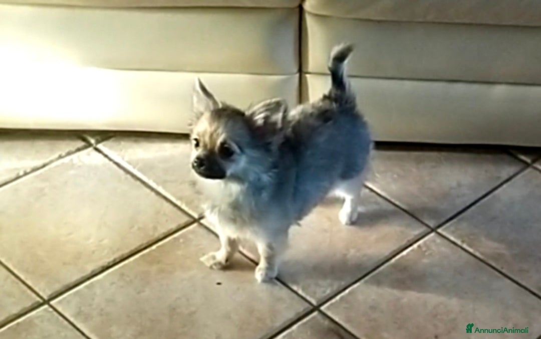 Chihuahua cani in vendita: Chihuahua pelo lungo pure razza  - Annuncio 7