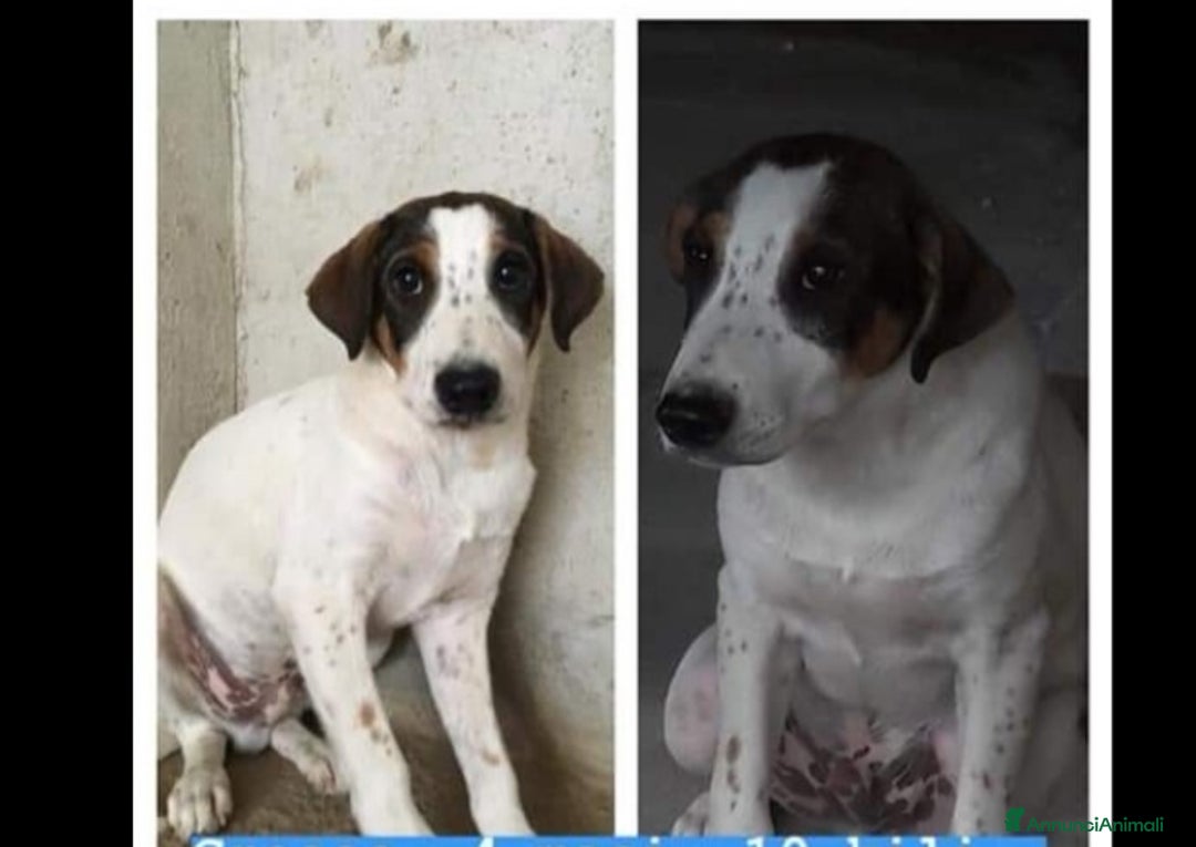 Meticcio cani in regalo: 4anni INVISIBILE E DIMENTICATO IN RUFUGIO.NAPOLI a Città Metropolitana di Milano - Annuncio 7
