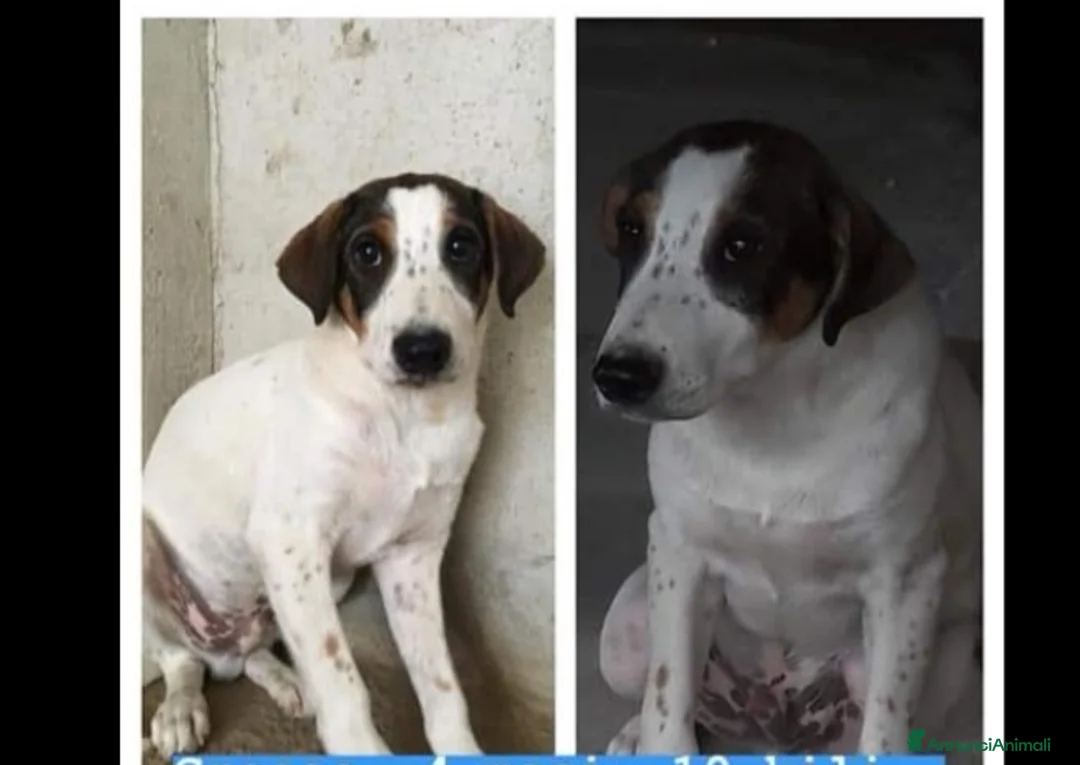 Meticcio cani in regalo: 4anni INVISIBILE E DIMENTICATO IN RUFUGIO.NAPOLI a Città Metropolitana di Milano - Annuncio 7