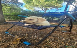 Labrador cani in vendita: Cuccioli Labrador  a Provincia di Perugia - Immagine 20