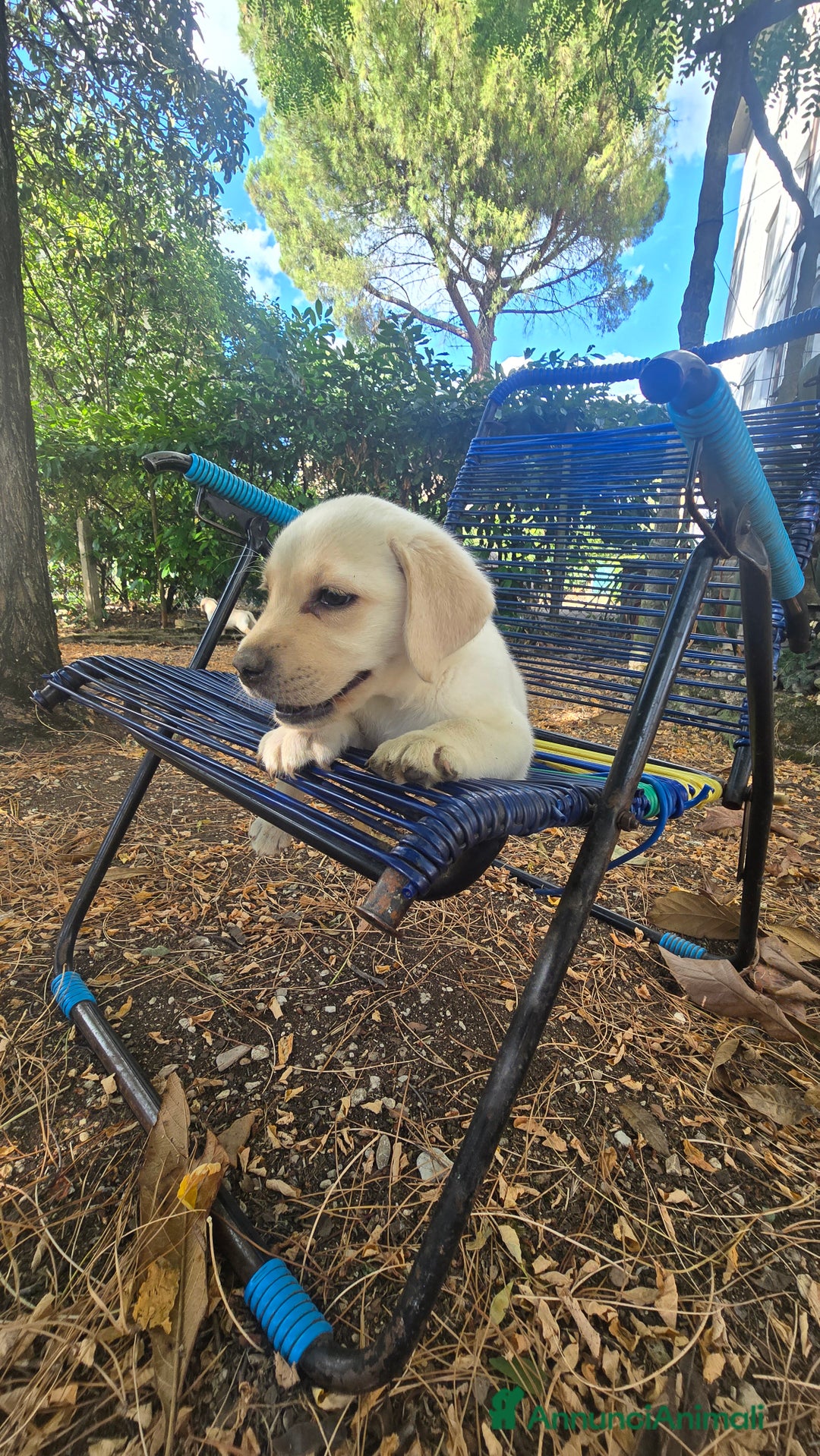 Labrador cani in vendita: Cuccioli Labrador  a Provincia di Perugia - Immagine 20