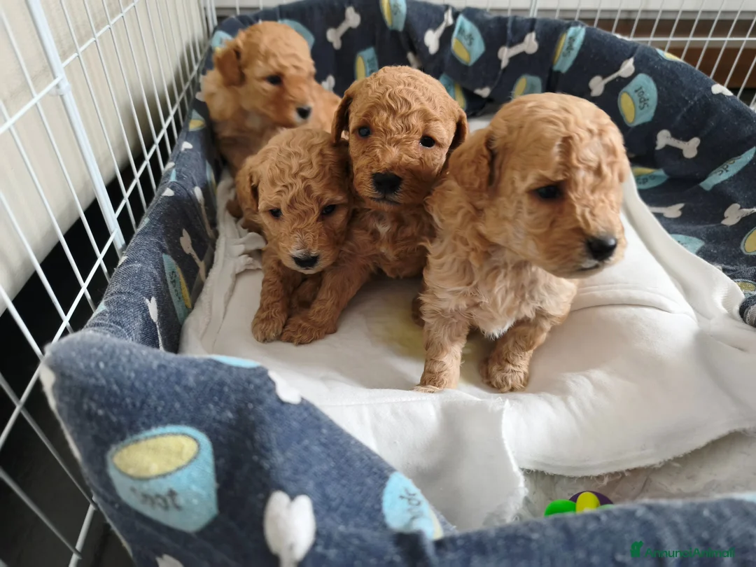 Barboncino cani in vendita: Cucciolo di Barboncino  - Annuncio 6