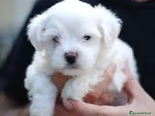Maltese cani Cucciolo Maltese Toy maschio - Annuncio 5