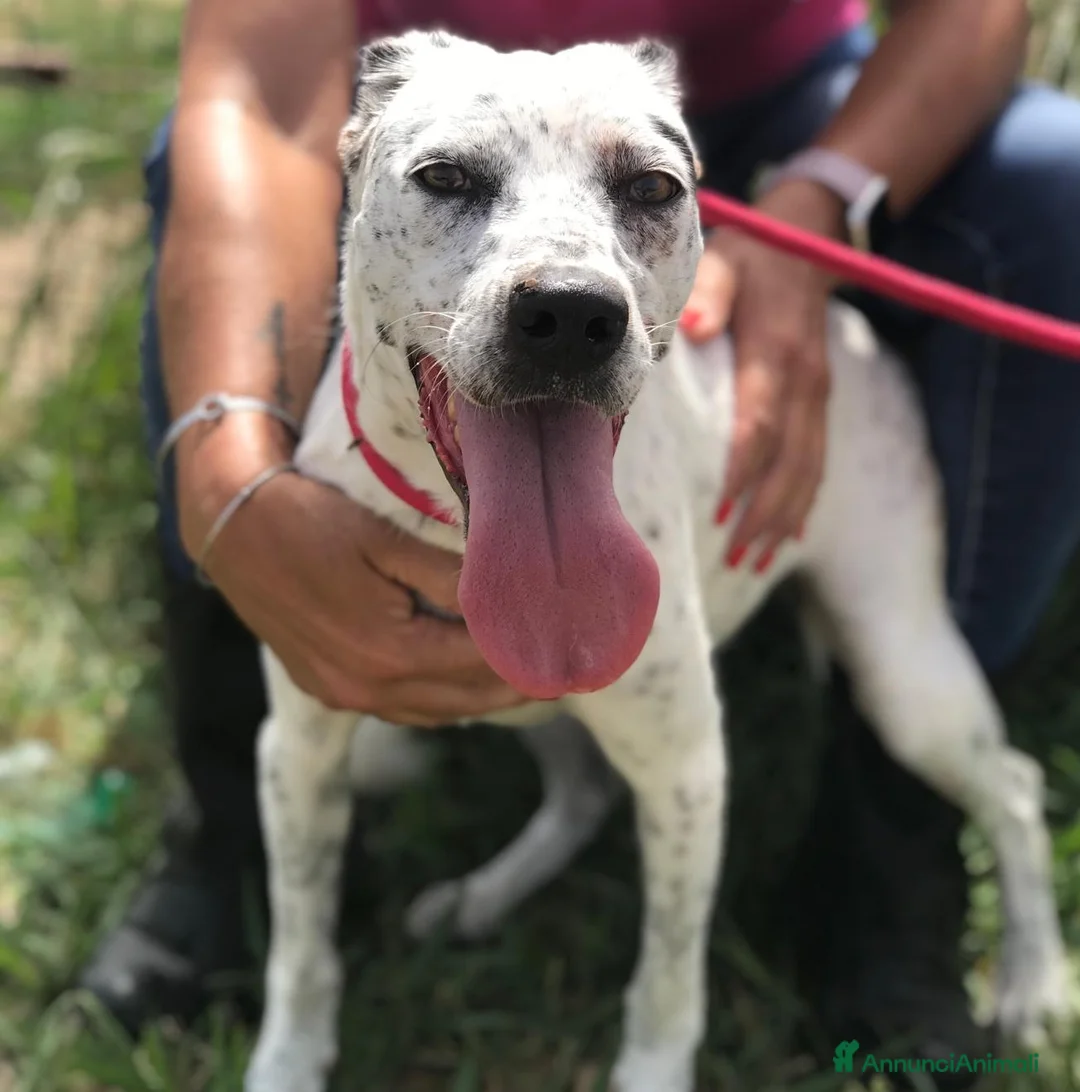 Pointer cani in regalo: DAILA, pointerina simpaticissima a Provincia di Latina - Annuncio 4