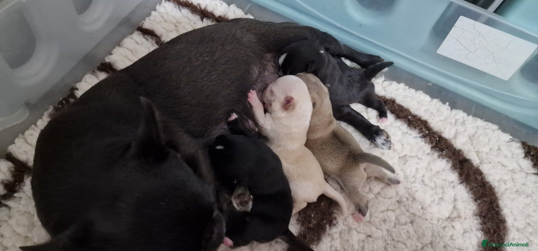 Chihuahua cani in vendita: Chihuahua femmina - Annuncio 4