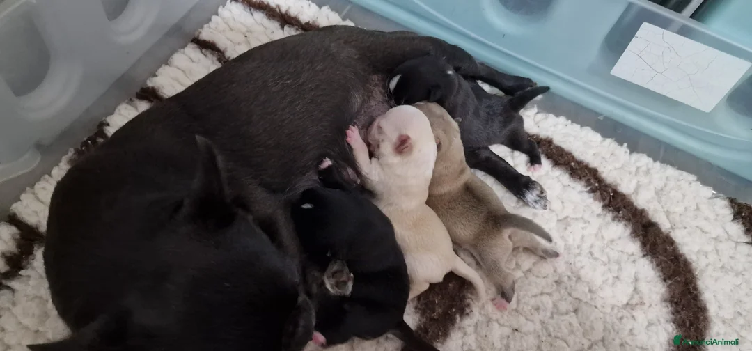 Chihuahua cani in vendita: Chihuahua femmina - Annuncio 4