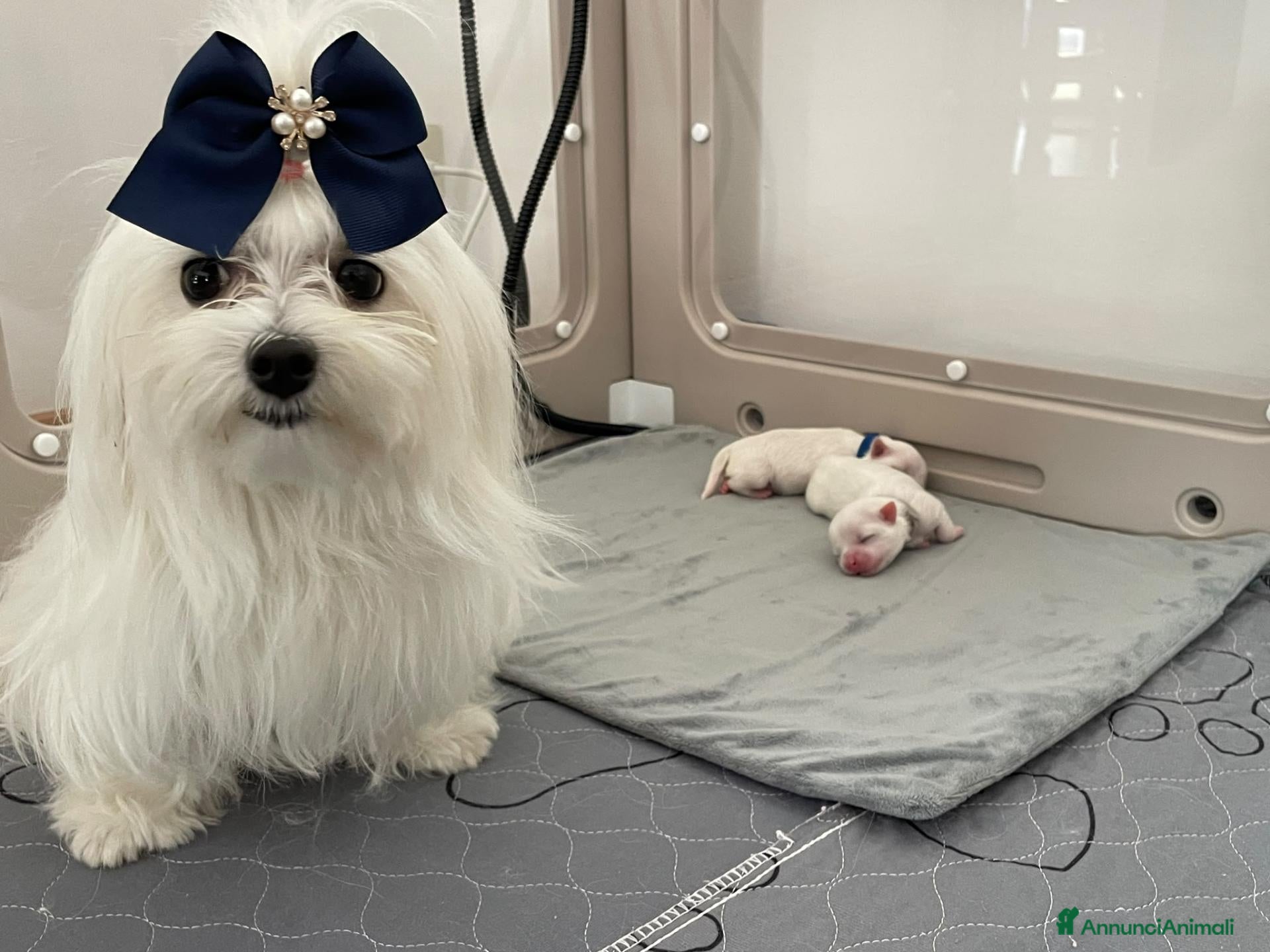 Maltese cani Cuccioli di Maltese con Pedigree ENCI  - Annuncio 21