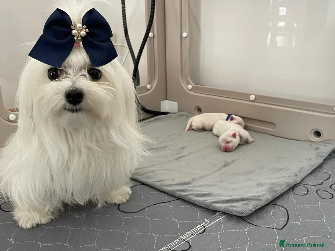 Maltese cani in vendita: Cuccioli di Maltese con Pedigree ENCI  - Annuncio 14