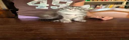 Maine Coon gatti in vendita: Meravigliosi cuccioli Maine Coon a Città metropolitana di Roma Capitale - Annuncio 9