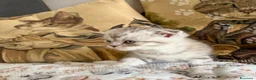 Scottish gatti in vendita: Cuccioli Scottish Fold e Straight con Pedigree - Annuncio 32