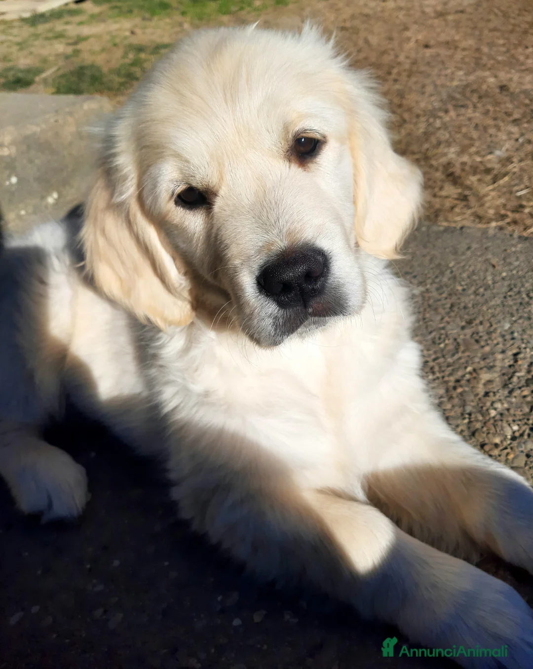 Golden Retriever cani in vendita: Cucciola di Golden Retriever  - Annuncio 1