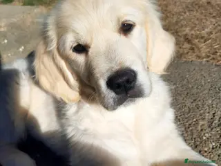 Golden Retriever cani Cucciola di Golden Retriever - Annuncio 2