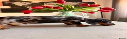 Bassotto cani in vendita: 2 Bassotti .uno arlecchino,e nero focato a Città metropolitana di Roma Capitale - Annuncio 8