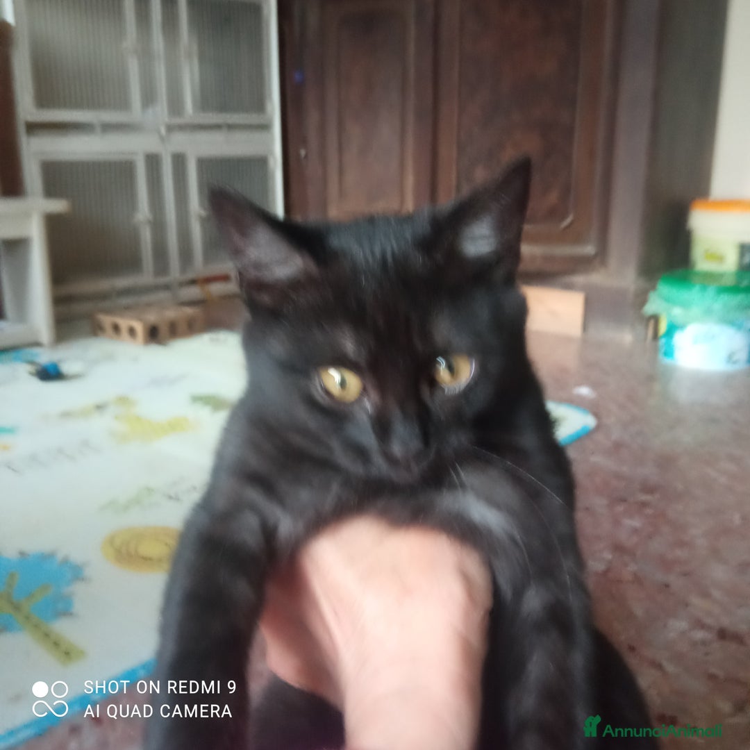 Altre razze gatti in regalo: Gattino nero di 4 mesi - Annuncio 2