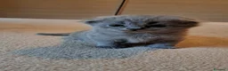 Scottish gatti in vendita: Gattini, cuccioli Scottish è British  - Annuncio 5