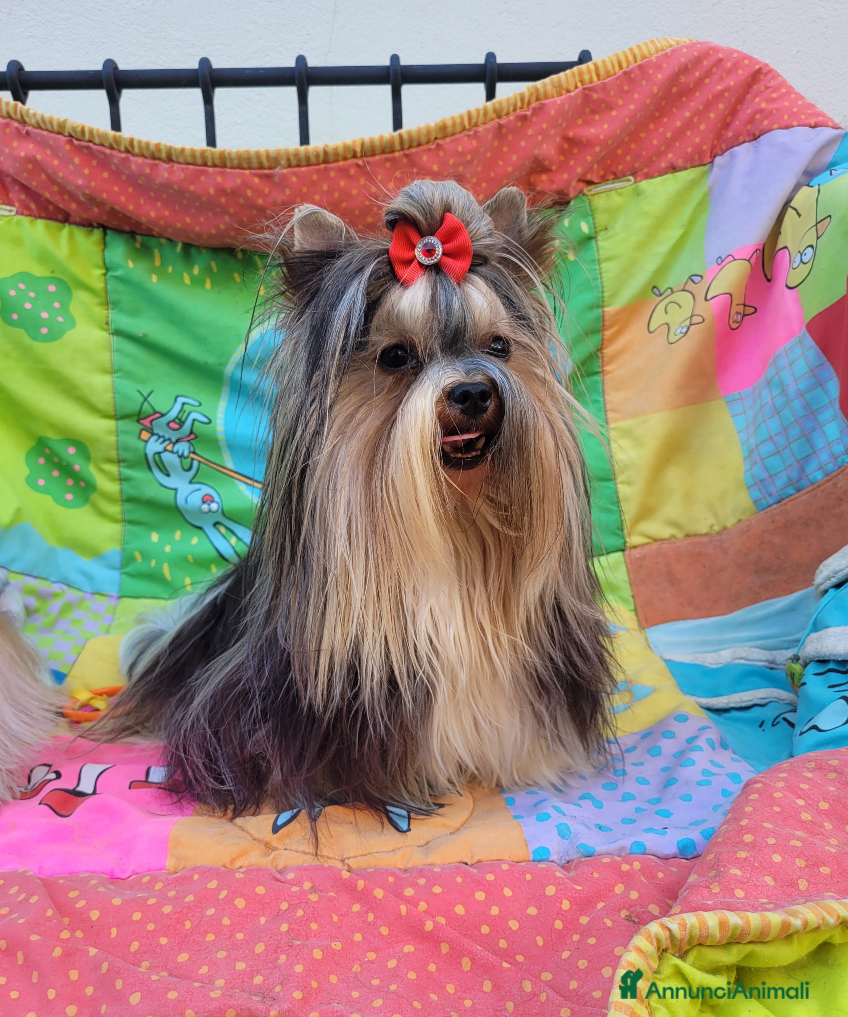 Biewer Terrier cani Cucciolo yorkshire biewer terrier  - Annuncio 2