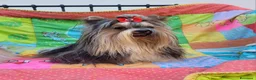 Biewer Terrier cani in vendita: Cucciolo yorkshire biewer terrier  - Annuncio 2