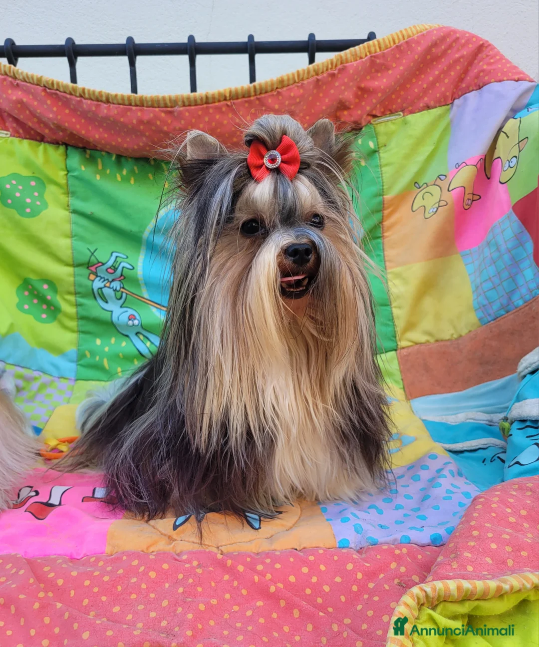 Biewer Terrier cani in vendita: Cucciolo yorkshire biewer terrier  - Annuncio 2