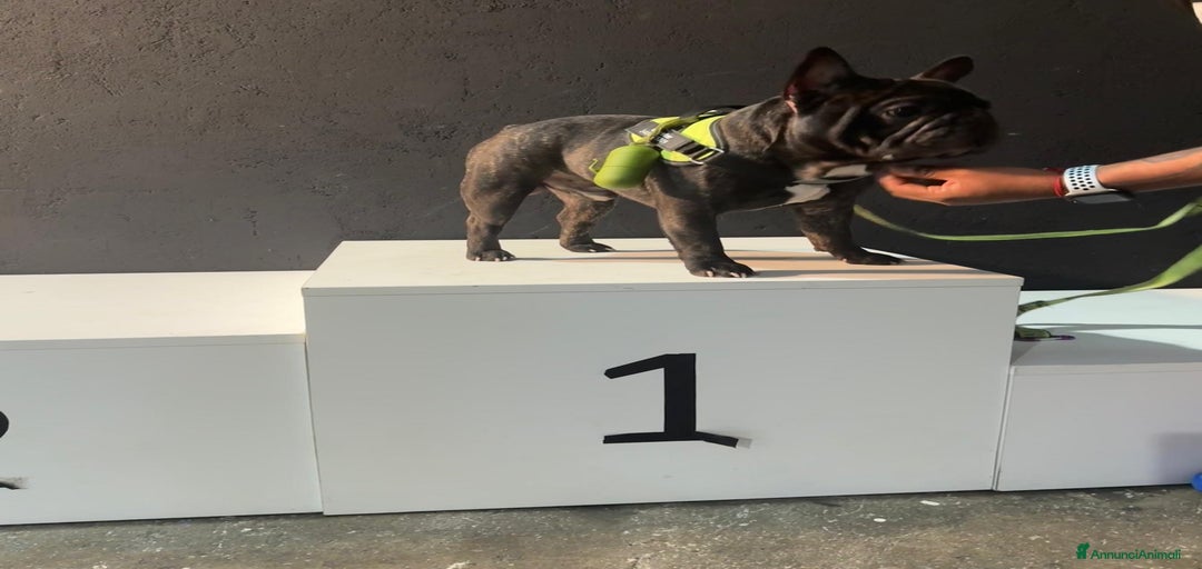 Immagine della galleria {{count}}