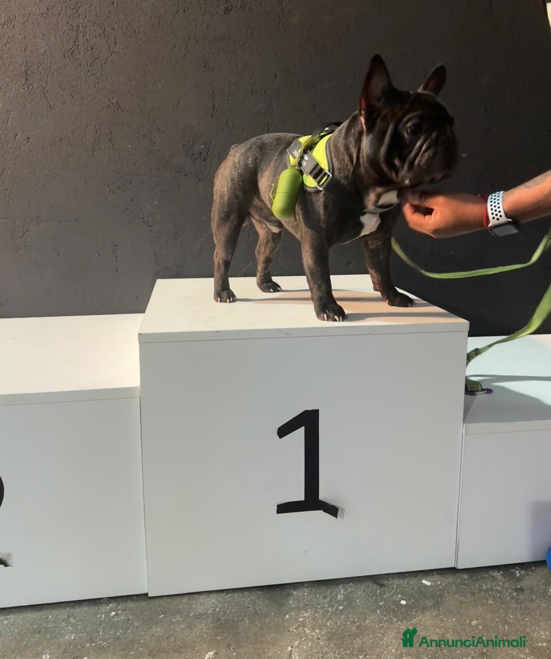 Immagine della galleria {{count}}