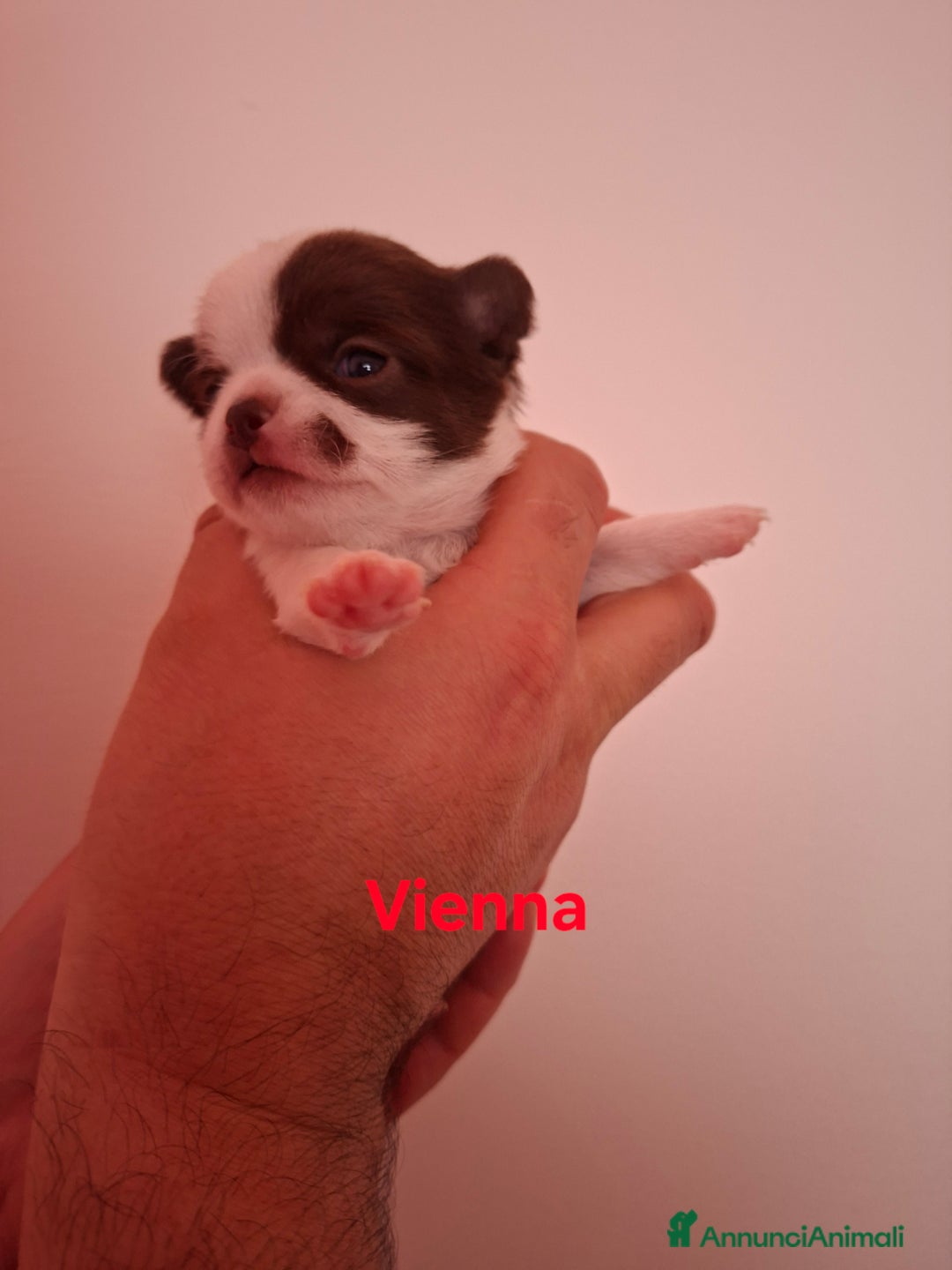 Chihuahua cani in vendita: Chihuahua pelo lungo  - Annuncio 1