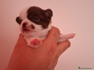 Chihuahua cani Chihuahua pelo lungo - Annuncio 1