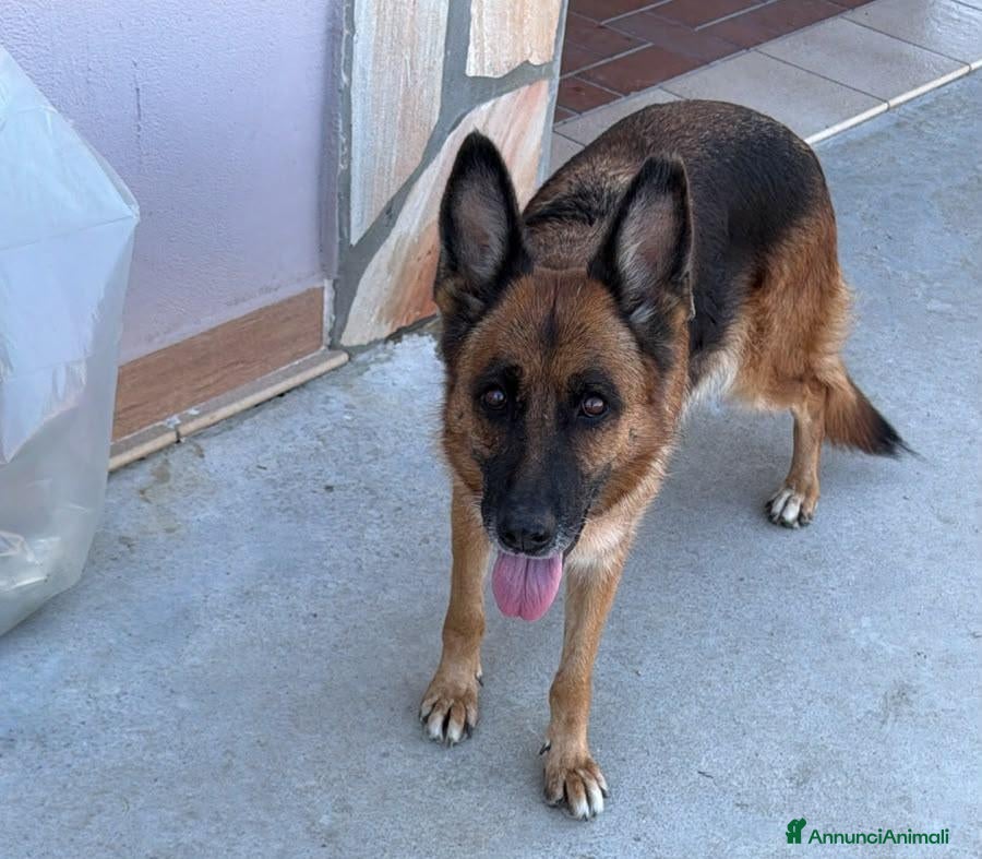 Pastore Tedesco cani Fabia: equilibrata, socievole, affettuosa  - Annuncio 1