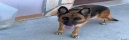 Pastore Tedesco cani in regalo: Fabia: equilibrata, socievole, affettuosa  - Annuncio 1