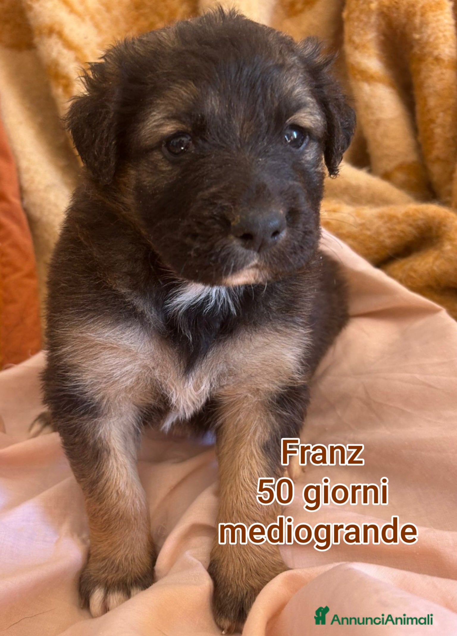 Meticcio cani SALVA LA VITA DI UN CUCCIOLO! - Annuncio 1