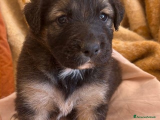 Meticcio cani SALVA LA VITA DI UN CUCCIOLO! - Annuncio 1