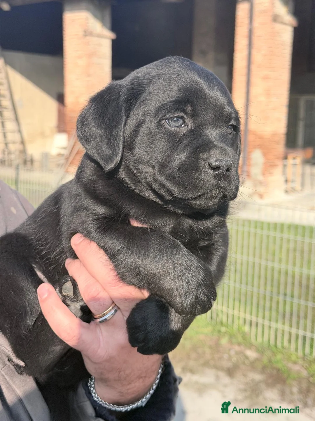 Labrador cani in vendita: Cuccioli Labrador Retriever - Annuncio 7