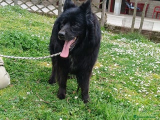 Meticcio cani NOE' FINO AL TUO ULTIMO RESPIRO NON CI ARRENDIAMO - Annuncio 30