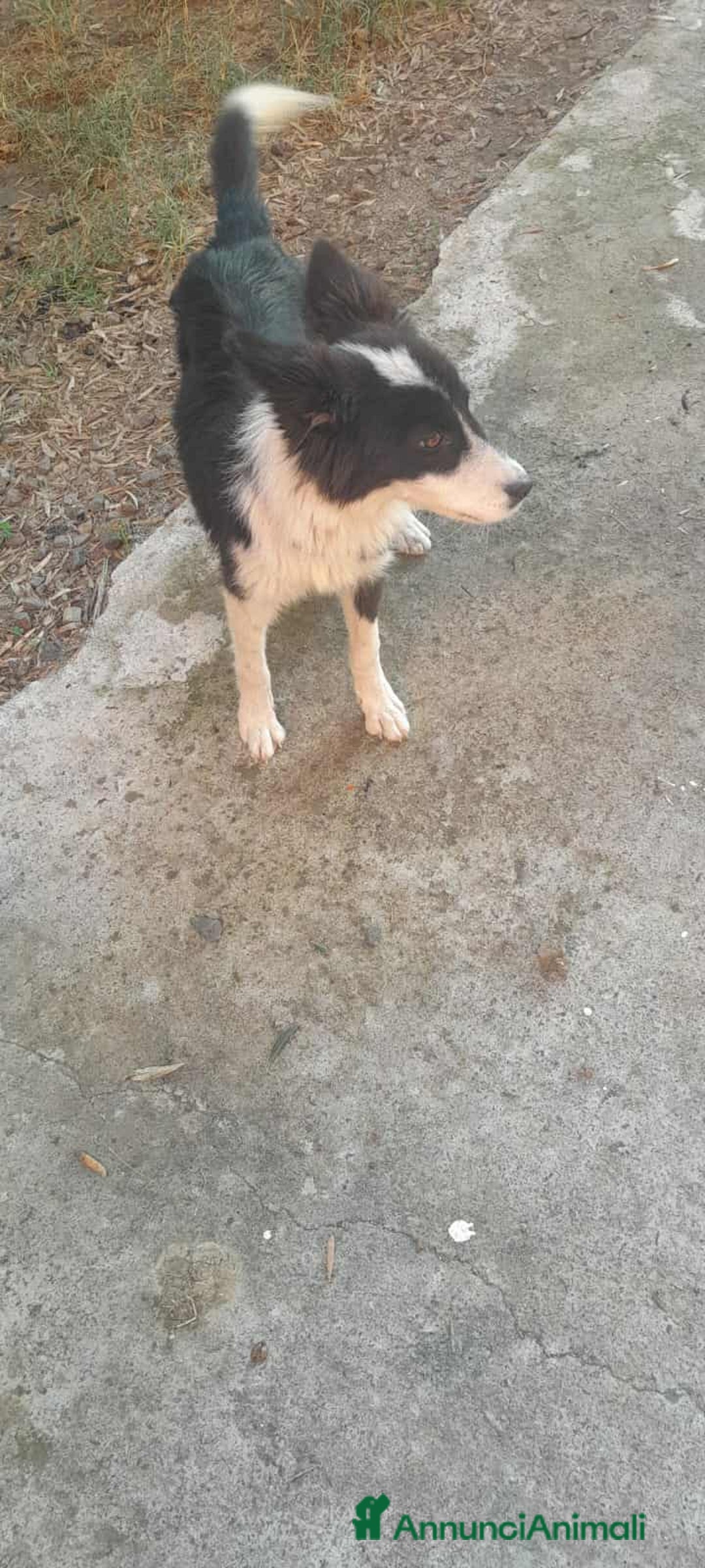 Meticcio cani in regalo: dolce priscilla in regalo - Annuncio 2