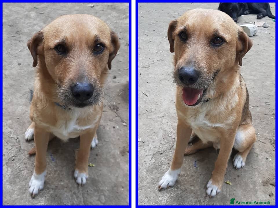 Meticcio cani GULLIVER un simpaticone - Annuncio 32
