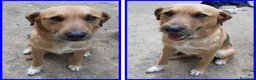 Meticcio cani in regalo: GULLIVER un simpaticone - Annuncio 1