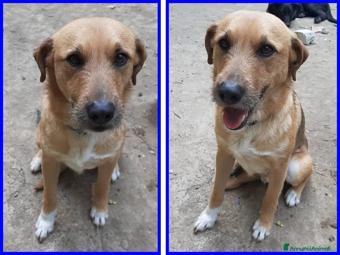 Meticcio cani in regalo: GULLIVER un simpaticone - Annuncio 1