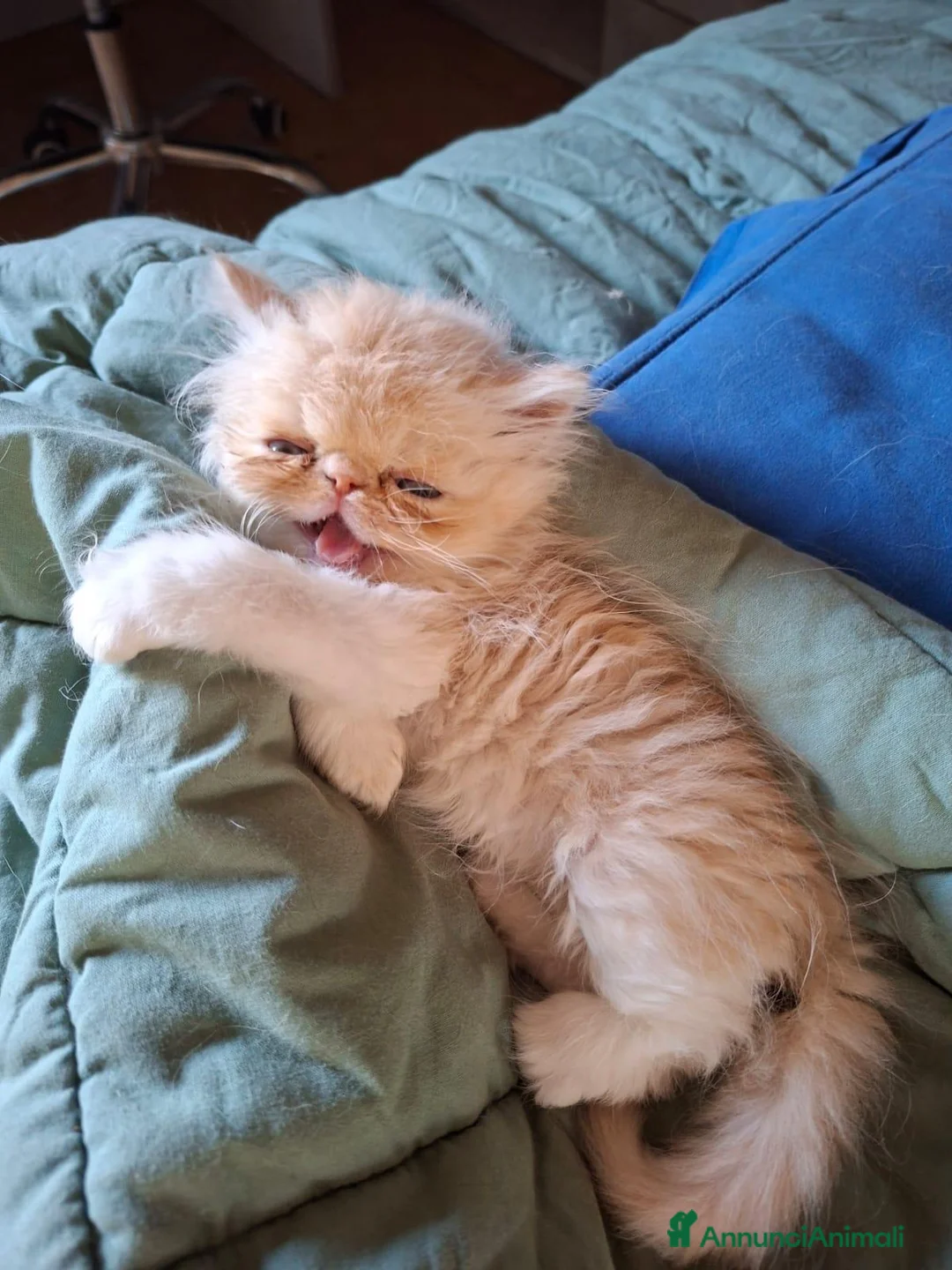 Exotic Shorthair gatti in vendita: Exotic shorthair maschietto - Annuncio 2