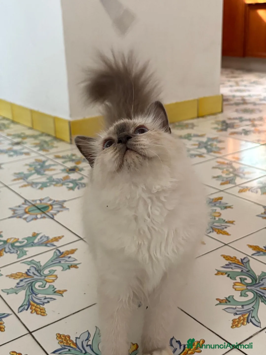 Sacro di Birmania gatti in vendita: Gattino sacro di birmania - Annuncio 6