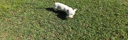 Jack Russell cani in vendita: Jack Russell terrier - Annuncio 3