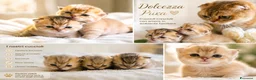 Scottish gatti in vendita: Cuccioli scottish fold disponibili - Annuncio 1