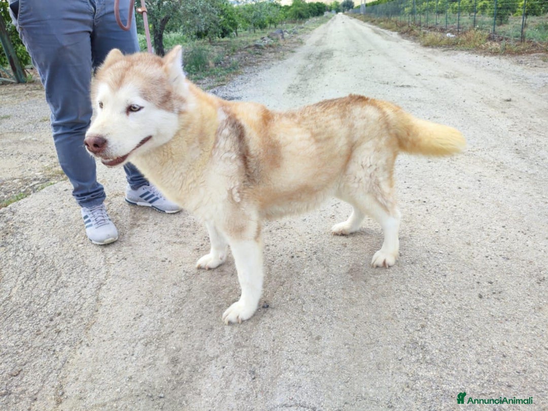 Husky cani in regalo: Stupendi malamute  IN REGALO a Città metropolitana di Catania - Annuncio 5