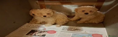 Maltipoo Cucciolo 5