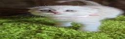 Scottish gatti in vendita: Scottish fold e straight  - Annuncio 30
