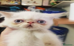 Exotic Shorthair gatti in vendita: Exotic Shorthair  a Città metropolitana di Roma Capitale - Immagine 3